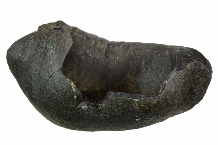 Fossil Whale Ear Bone - Miocene #130244